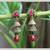 Flower Earrings with Double Jhumkis