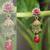 Flower Earrings with Double Jhumkis