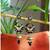 Enamel and Kundan work Earrings