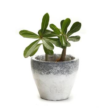 Conical Shape Mortar Design Finish Stone Planter Pot 1
