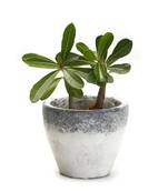 Conical Shape Mortar Design Finish Stone Planter Pot