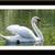 Swan Painting