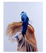 Multicolor Deep Shades Fish Canvas Painting