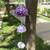 Purple hanging (set if 3)