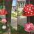 Red hanging (Set of 3)