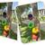 Multicolored terracotta garden hanging(set if 4)