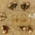 Royal golden Pearl jumkis adjustable earrings,Five designs