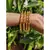 Gold Plated Beaded Bangles Set Of 4