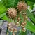 Gold Plated Beaded Designer Dangler Jhumkas