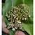 Green stone Earrings