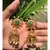 Green Stone Studded Designer Jhumkas