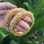 Gold pearl bangles and bracelets