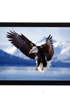 Eagle Satin Matt Texture UV Art Painting