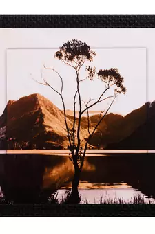 Live Tree Design Satin Matt Texture UV Art Painting