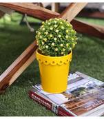 Color Palatte Yellow Star Planter