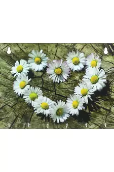 Floral Theme Wooden Key Holder with 6 Hooks