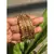 Gold Plated Bangles