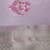 Pink Georgette Dupatta
