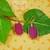 Raspberry Ice....Pink Magenta Agate Druzy Slice Earrings