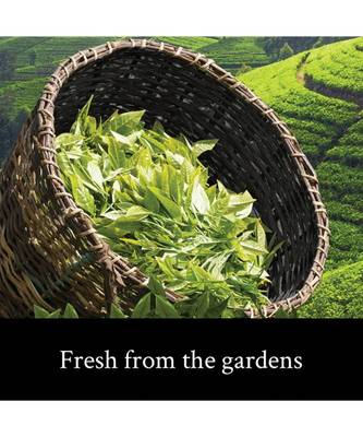 Teamonk Nilgiri Taido Ginger Green Tea for Weight Loss 4