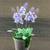 Artifical Flower With Pot
