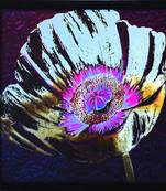 Floral Theme Satin Matt Texture Framed UV Art Print