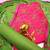 Pink embroidered cotton salwar