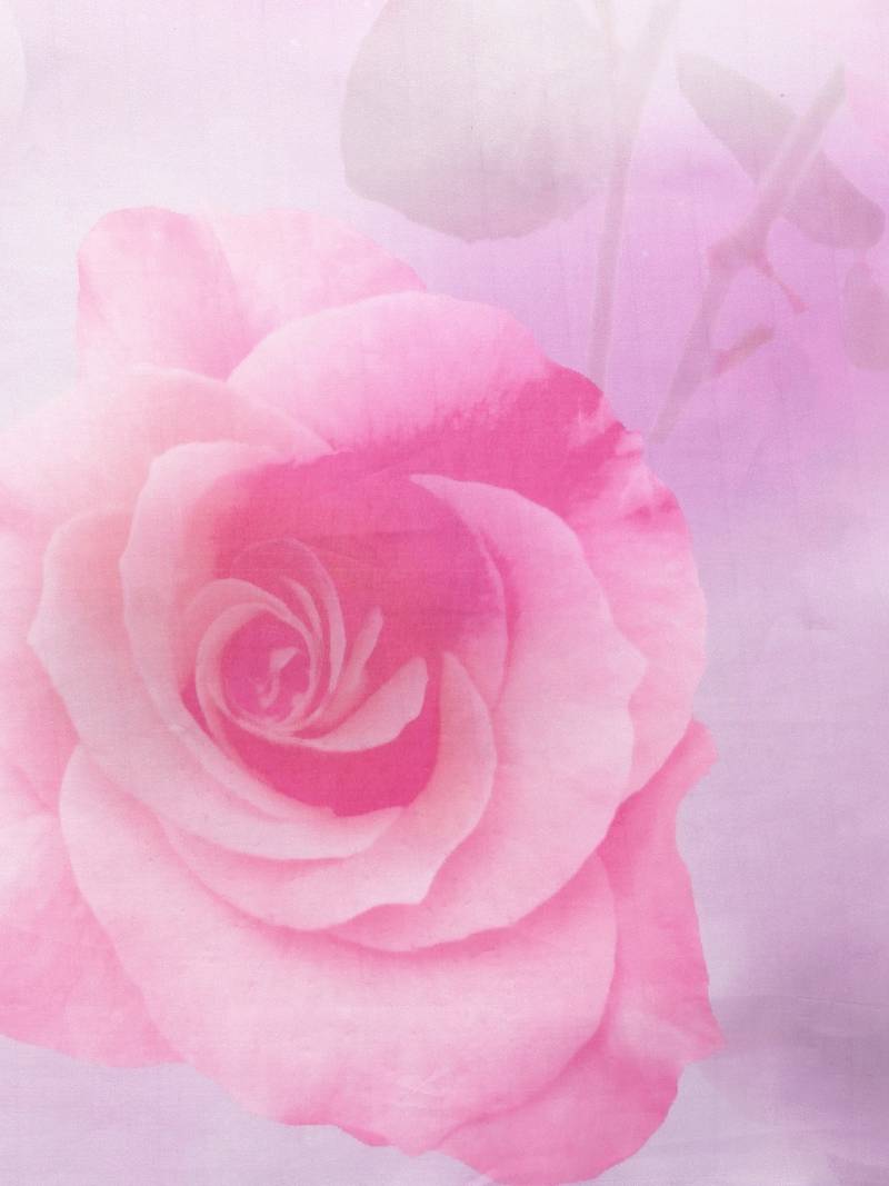 Lavender & Pink Pure Silk Printed Saree