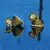 gold  plated Earrings