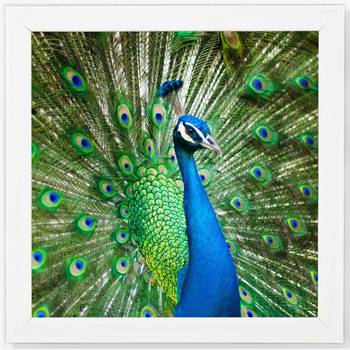 Peacock 1