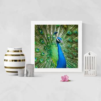 Peacock 2