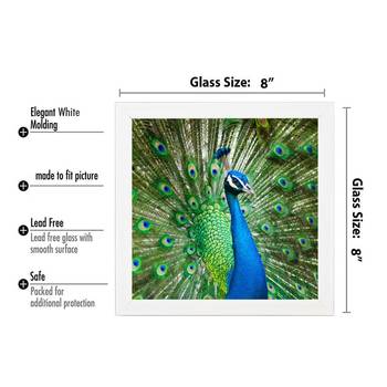 Peacock 3