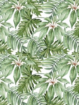 Tropical 2.0 - XL 5