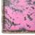 Tye N Dye Saree Emellished Gota Pati Work With Golden Border Lace