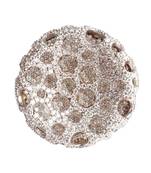 Sangeeta Boochra Silver Ring