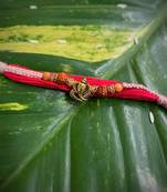 Alloy Yellow Gold Red gold_plated 1 Rakhi