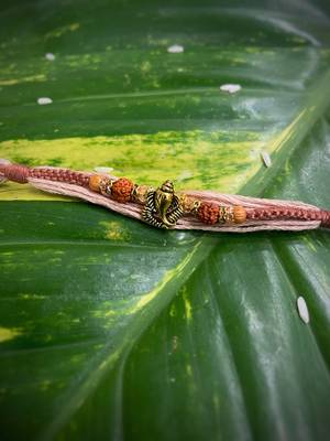 Alloy Yellow Gold Brown gold_plated 1 Rakhi 1