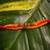 Alloy Yellow Gold Orange gold_plated 1 Rakhi