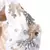 Anekaant Off White & Gold Floral Embellished Satin Hair Band