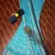 Sky blue printed cotton saree with blouse