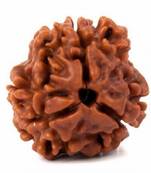 Raviour Lifestyle 3 Mukhi Nepali Rudraksha Genuine And Natural Nepali Rudraksha