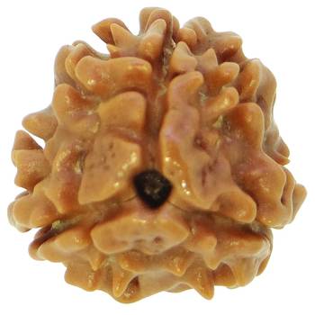 Raviour Lifestyle 1 Mukhi One Mukhi Ek Mukhi Original & Natural Rudraksha Beads For Astrological Benefits  1