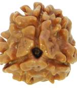 Raviour Lifestyle 1 Mukhi One Mukhi Ek Mukhi Original & Natural Rudraksha Beads For Astrological Benefits 