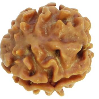 Raviour Lifestyle 1 Mukhi One Mukhi Ek Mukhi Original & Natural Rudraksha Beads For Astrological Benefits  2