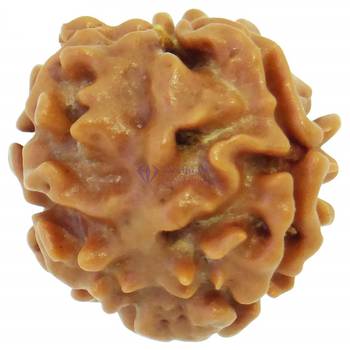 Raviour Lifestyle 1 Mukhi One Mukhi Ek Mukhi Original & Natural Rudraksha Beads For Astrological Benefits  3