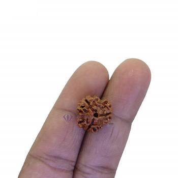 Raviour Lifestyle 1 Mukhi One Mukhi Ek Mukhi Original & Natural Rudraksha Beads For Astrological Benefits  4