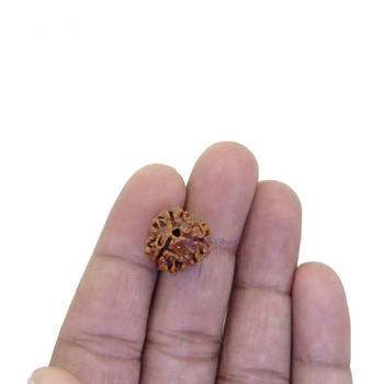 Raviour Lifestyle 1 Mukhi One Mukhi Ek Mukhi Original & Natural Rudraksha Beads For Astrological Benefits  5