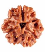Raviour Lifestyle Natural 3 Mukhi Nepali Rudraksha Brown Colour (Three face) Pure Siddha for Men Women