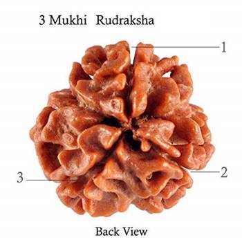 Raviour Lifestyle Natural 3 Mukhi Nepali Rudraksha Brown Colour (Three face) Pure Siddha for Men Women 2