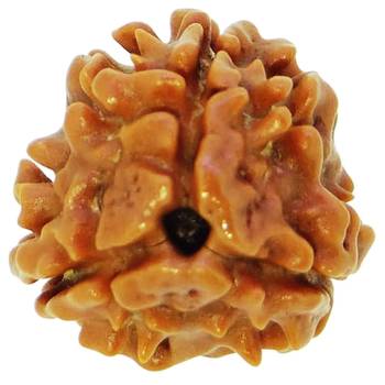 Raviour Lifestyle 3 Mukhi Nepali Rudraksha Original & Natural Three Faces Mukhi Rudraksh for Men Women 1